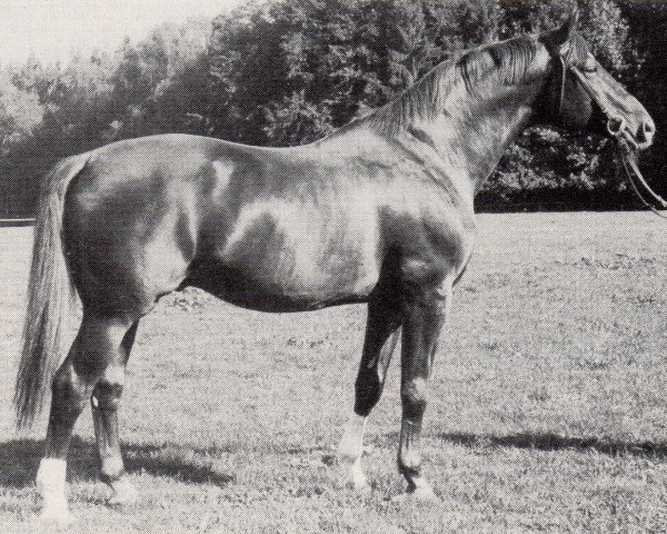 stallion Alarm (Trakehner, 1970, from Neujahr)
