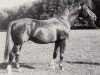 stallion Alarm (Trakehner, 1970, from Neujahr)