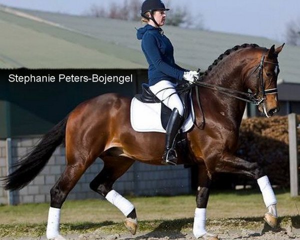 stallion Bojengel (KWPN (Royal Dutch Sporthorse), 2006, from Uptown)