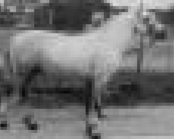 Zuchtstute Orphan Dolly (Connemara-Pony, 1954, von Dun Orphan)