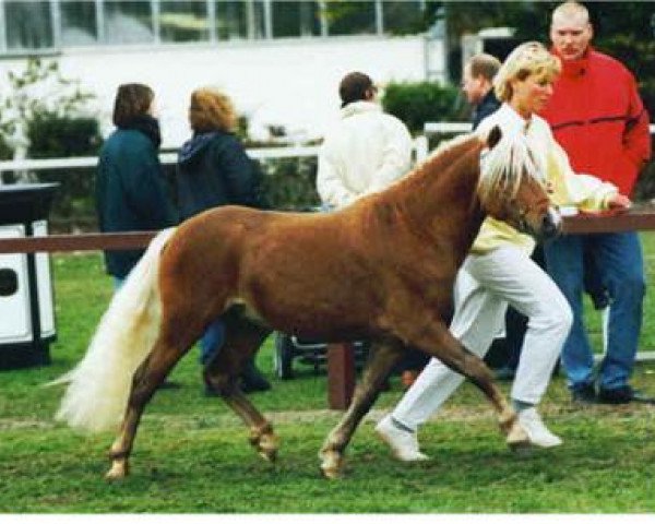 horse Jo-Jo's Gold von Clus (German Classic Pony, 2001, from Jo-Jo)