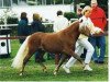 horse Jo-Jo's Gold von Clus (German Classic Pony, 2001, from Jo-Jo)