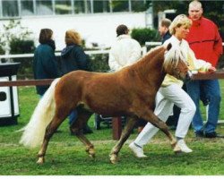 Pferd Jo-Jo's Gold von Clus (Deutsches Classic Pony, 2001, von Jo-Jo)