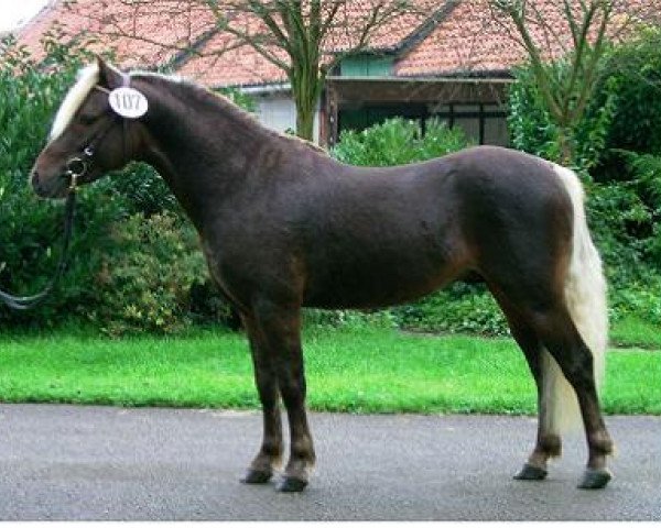stallion KC Coyne Connection (American Classic Shetler. Pony, 2001, from ZJ's Windwalker)