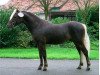 stallion KC Coyne Connection (American Classic Shetler. Pony, 2001, from ZJ's Windwalker)