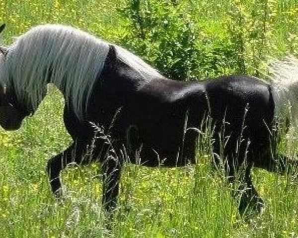 Pferd Kalibo von Clus (Deutsches Classic Pony, 2006, von KC Coyne Connection)