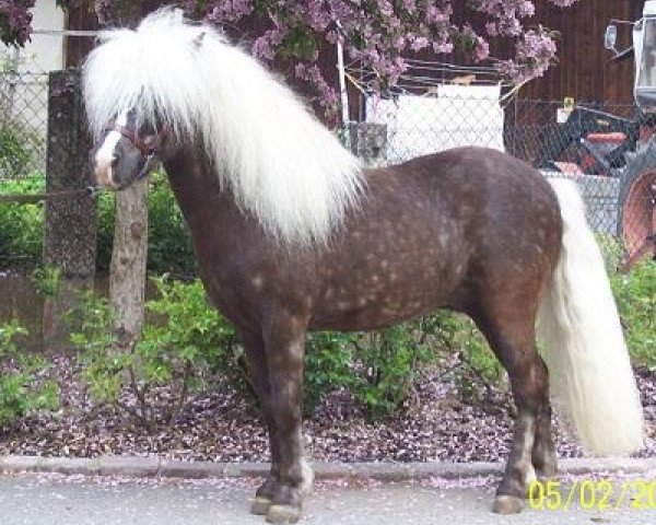 stallion Jackson (German Classic Pony, 2004, from Juwel)