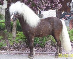 Deckhengst Jackson (Deutsches Classic Pony, 2004, von Juwel)