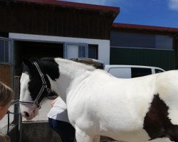 dressage horse Joe (Tinker-Mix / Pinto Tinker / Crossbreed, 2003)