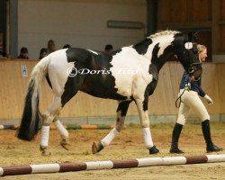 stallion Shayen (KWPN (Royal Dutch Sporthorse), 1999, from Samber)