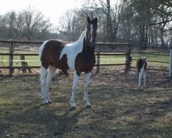 broodmare Spielonie (Oldenburg, 2009, from Smartie D)