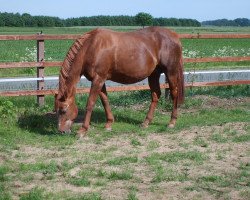 Pferd Spielerin (Oldenburger, 1988, von Zeus)