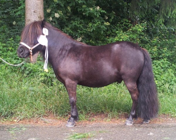 Pferd Waahid v. Stal 't Bogerdje (Shetland Pony, 2005, von Light van de Bloemhof)