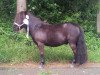 horse Waahid v. Stal 't Bogerdje (Shetland Pony, 2005, from Light van de Bloemhof)