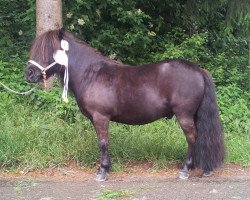 horse Waahid v. Stal 't Bogerdje (Shetland Pony, 2005, from Light van de Bloemhof)