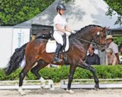 dressage horse Birkhof's Decor (Württemberger, 2007, from Birkhofs Denario)