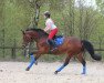 dressage horse Havanna Lady (Westphalian, 2004, from Holland)