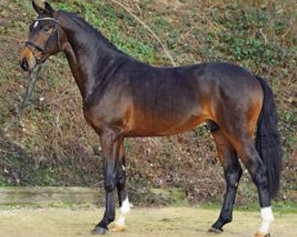 stallion Fred Astaire (Hanoverian, 2010, from Fürst Romancier)