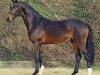 stallion Fred Astaire (Hanoverian, 2010, from Fürst Romancier)