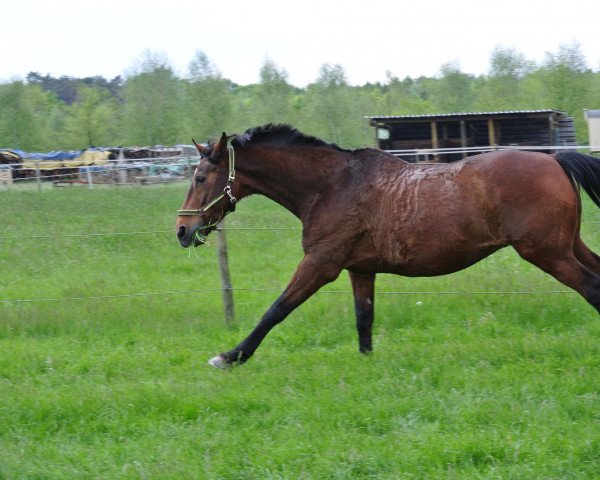 horse Lenrico (KWPN (Royal Dutch Sporthorse), 1993, from Enrico AA)