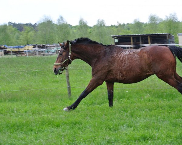 Pferd Lenrico (KWPN (Niederländisches Warmblut), 1993, von Enrico AA)