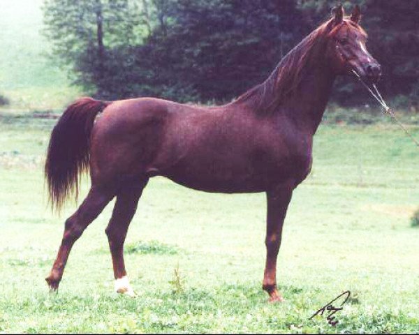 stallion Prognoz 1992 ox (Arabian thoroughbred, 1992, from Gusar 1984 ox)