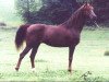 stallion Prognoz 1992 ox (Arabian thoroughbred, 1992, from Gusar 1984 ox)