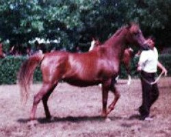 broodmare Primeta 1977 ox (Arabian thoroughbred, 1977, from Muscat 1971 ox)