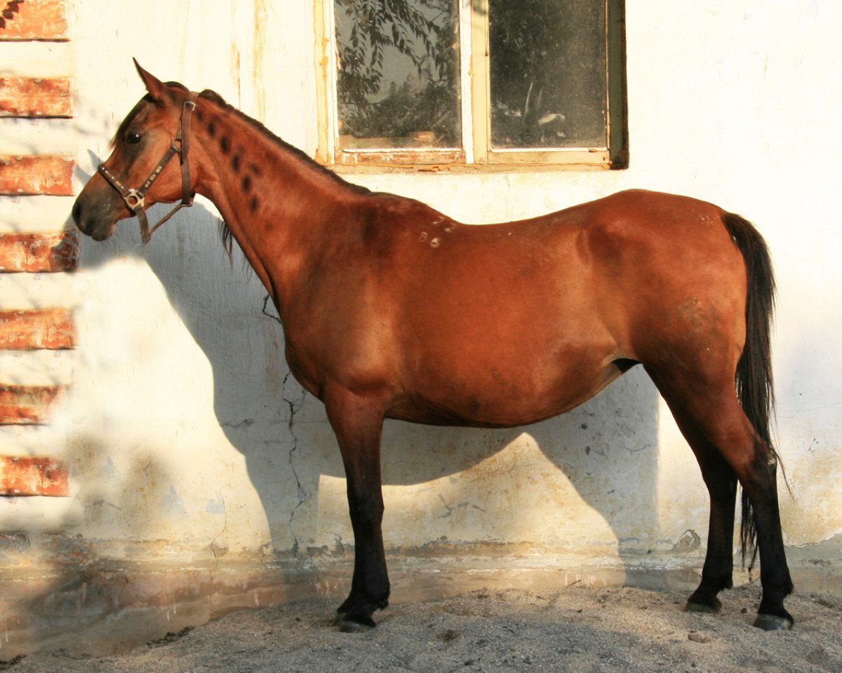 broodmare Progulka 1986 ox (Arabian purebred, 1986, from Gwizd 1981 ox)