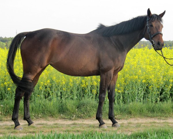 horse Winter Dream xx (Thoroughbred, 2004, from Artan xx)