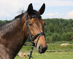 Pferd Loveday (Österreichisches Warmblut, 2004, von Landsdown)