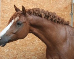 dressage horse Don Davidoff MC (German Riding Pony, 2005, from Dressman)