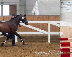 horse Eros Ramazotti (German Riding Pony, 2009, from Eldorrado)