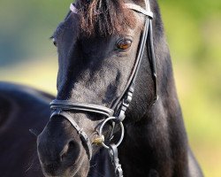 broodmare Black Maitie (German Riding Pony, 1992, from Black Boy)