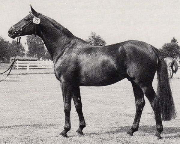 stallion Mohammed (Trakehner, 1978, from Lucado)