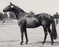 Deckhengst Mohammed (Trakehner, 1978, von Lucado)