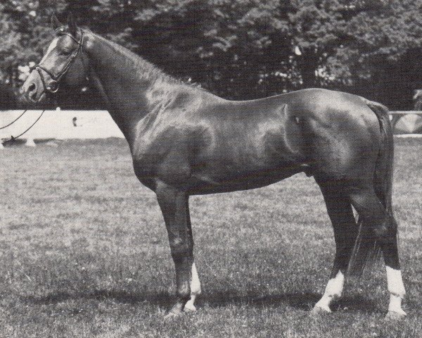 stallion Messalla (Trakehner, 1984, from Amadeus)