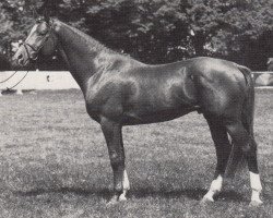 stallion Messalla (Trakehner, 1984, from Amadeus)