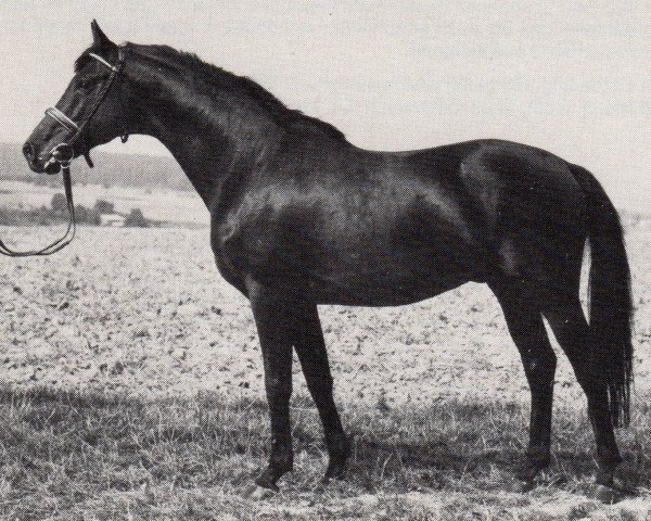 stallion Memelstolz (Trakehner, 1973, from Amagun)