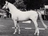 stallion Meilenstein (Trakehner, 1969, from Hessenstein)