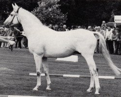 Deckhengst Meilenstein (Trakehner, 1969, von Hessenstein)