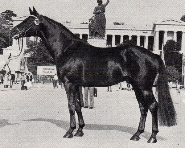 horse Matador (Trakehner, 1974, from Donauwind)