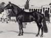 horse Matador (Trakehner, 1974, from Donauwind)