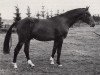 stallion Marschall (Trakehner, 1969, from Harnisch)
