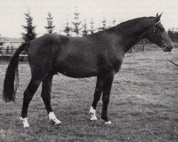 Deckhengst Marschall (Trakehner, 1969, von Harnisch)