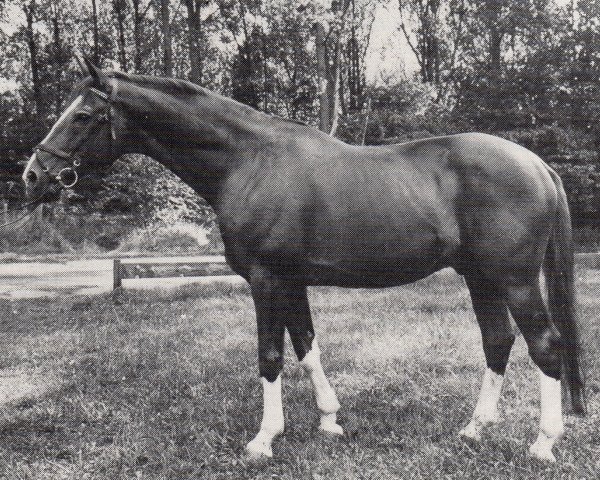 stallion Markasit (Trakehner, 1970, from Hartung)