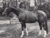 stallion Markasit (Trakehner, 1970, from Hartung)