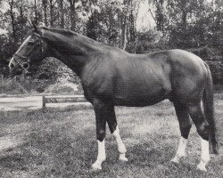 Deckhengst Markasit (Trakehner, 1970, von Hartung)