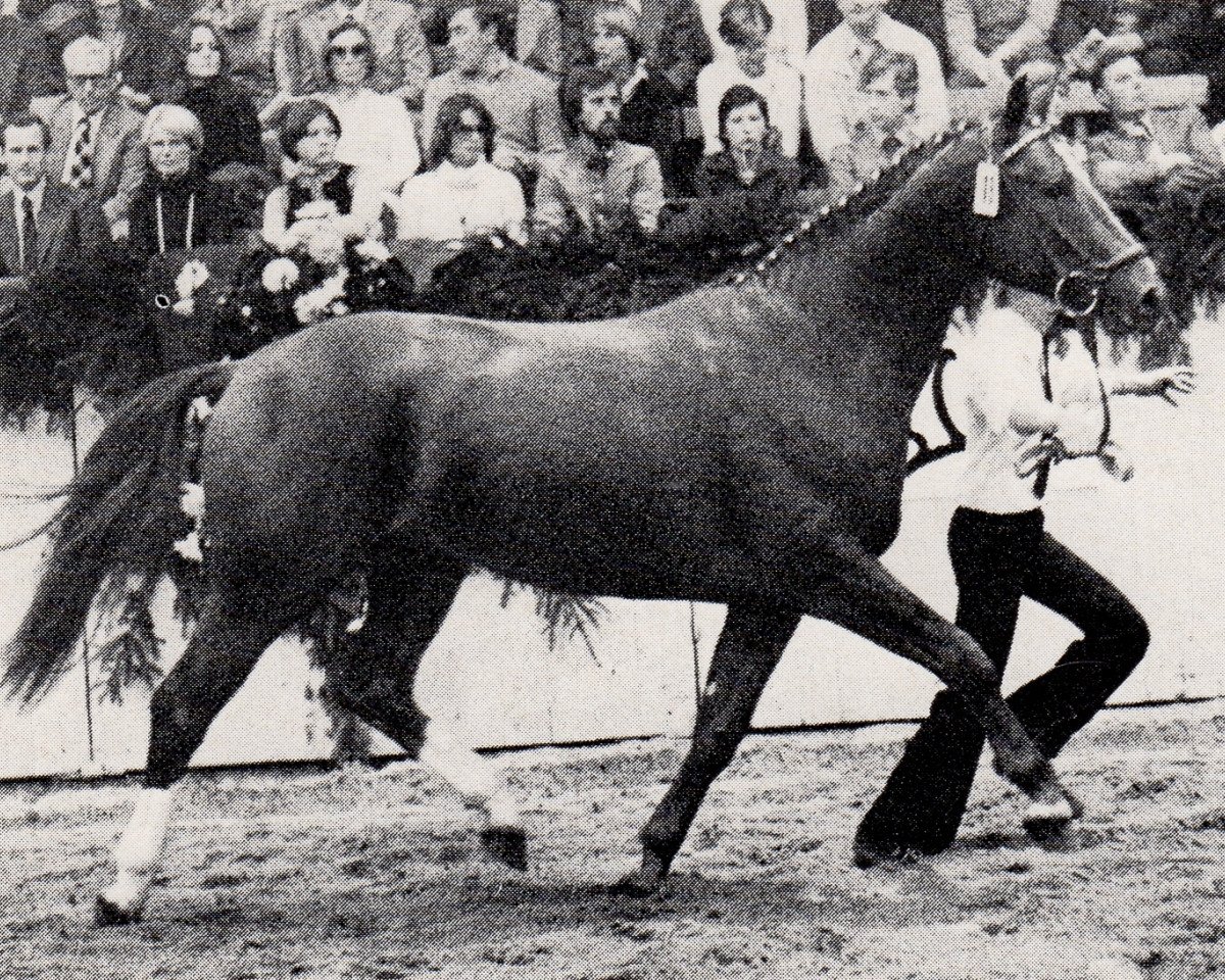 stallion Mark (Trakehner, 1975, from Donauwind)