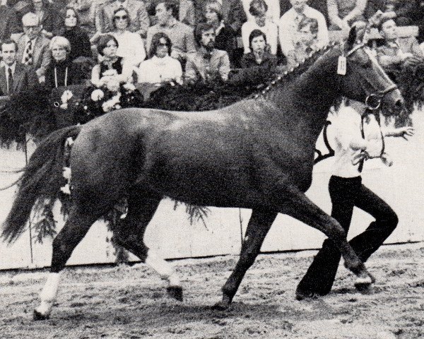 stallion Mark (Trakehner, 1975, from Donauwind)